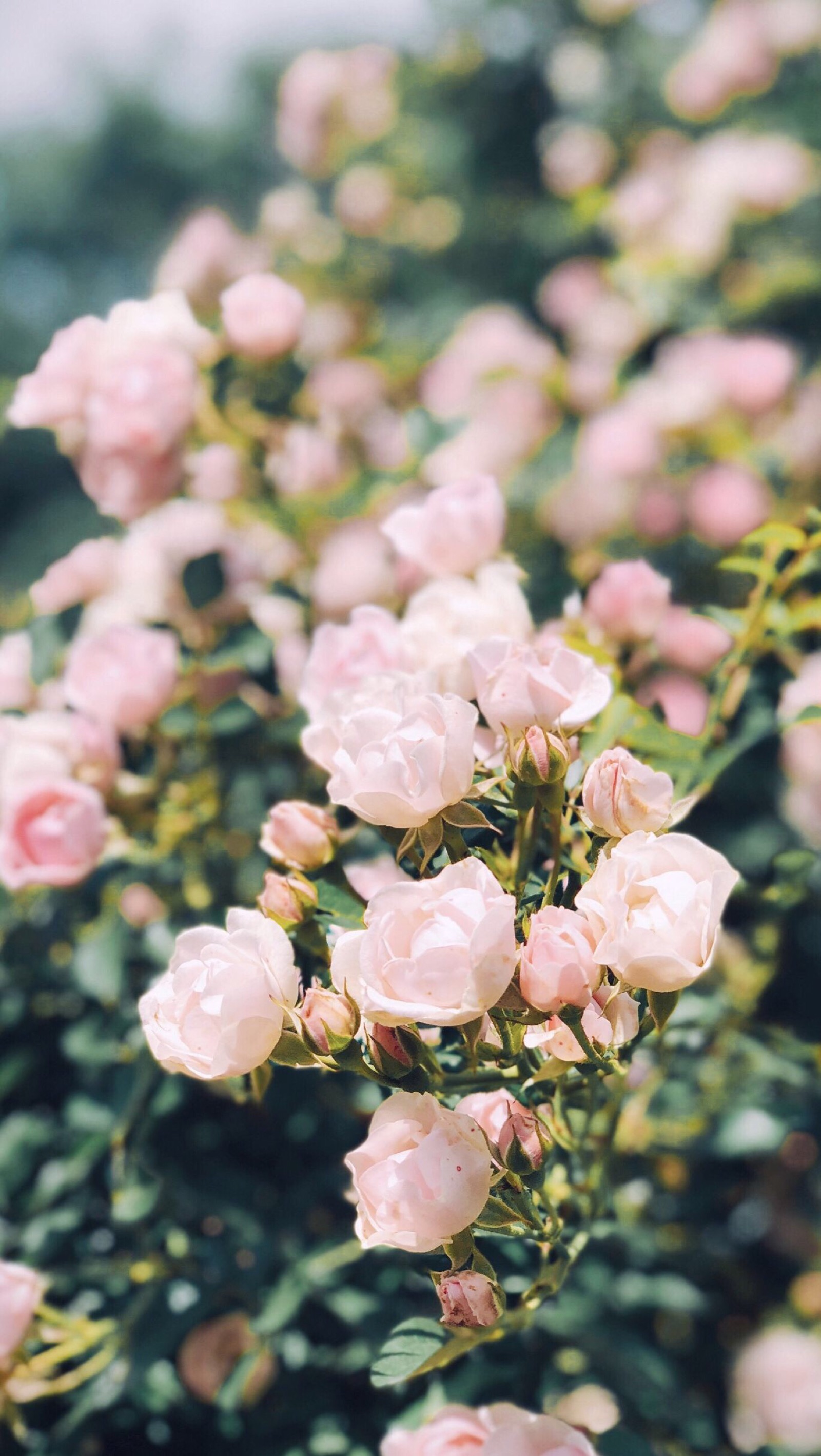 唯美海洋手机壁纸