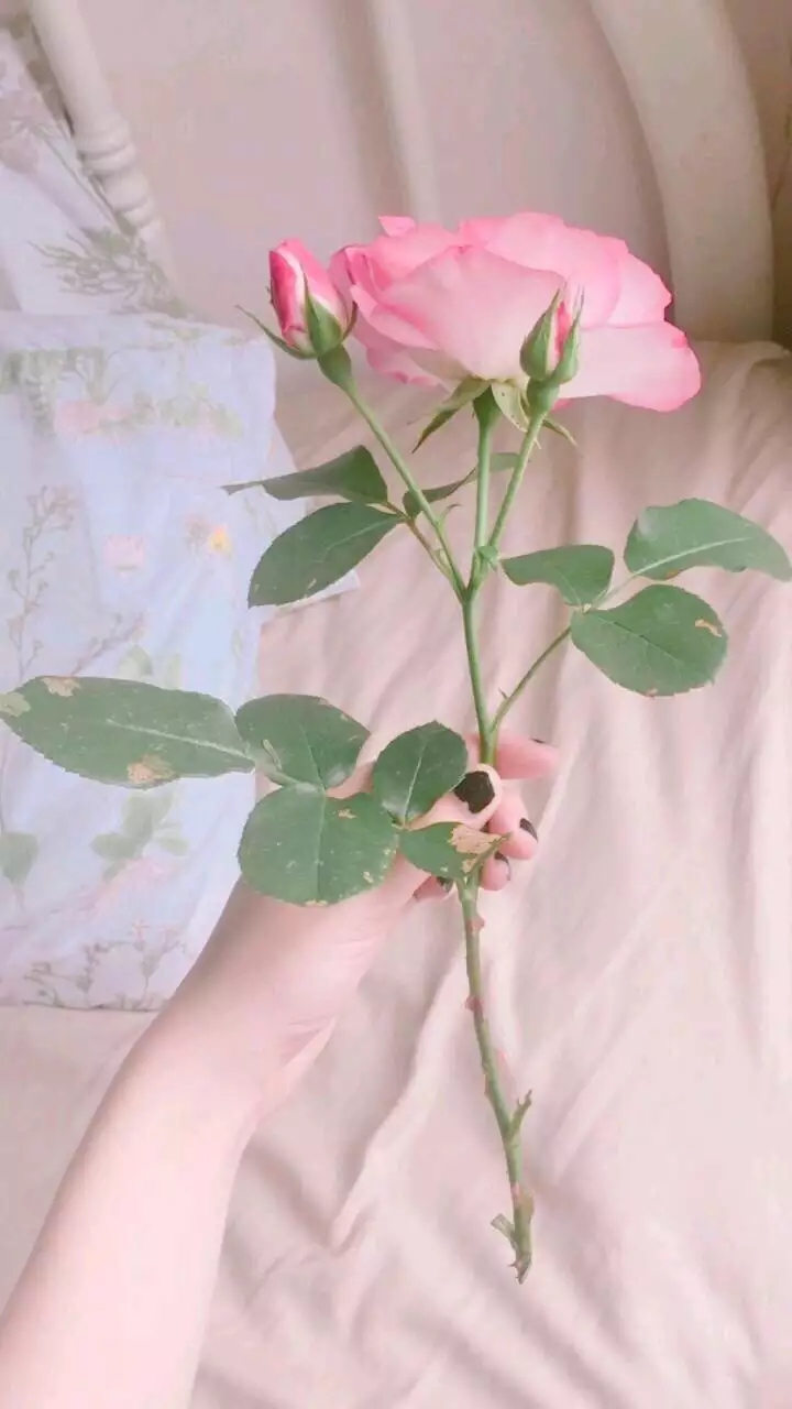 唯美海洋手机壁纸