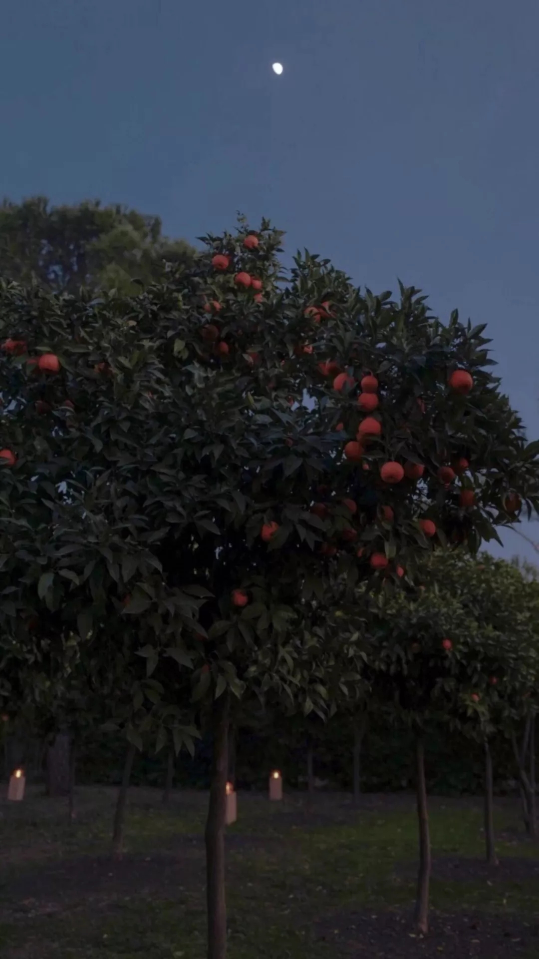 意境风景静物手机壁纸