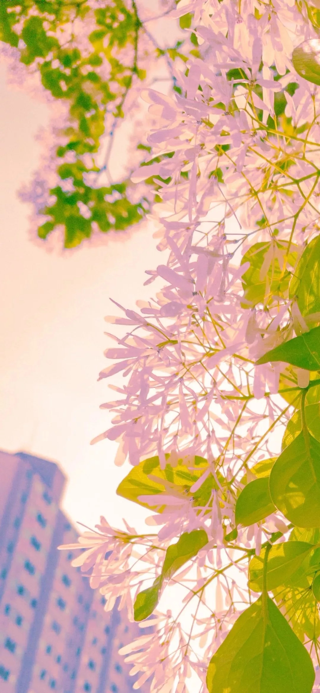 意境风景静物手机壁纸