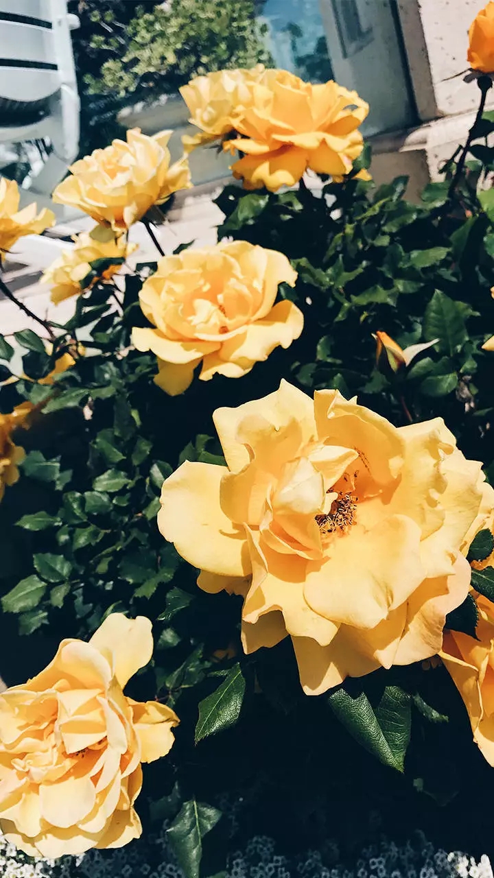 意境风景静物手机壁纸