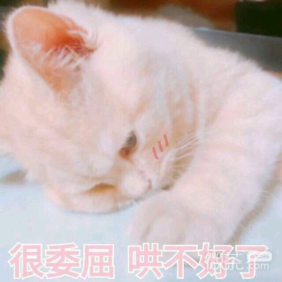委屈微信群聊杂图斗图表情包