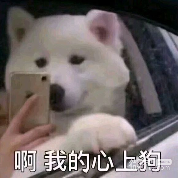 理我微信恶搞傻屌群聊杂图表情包