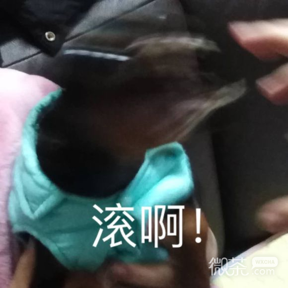 恍然领悟微信恶搞逗比表情包