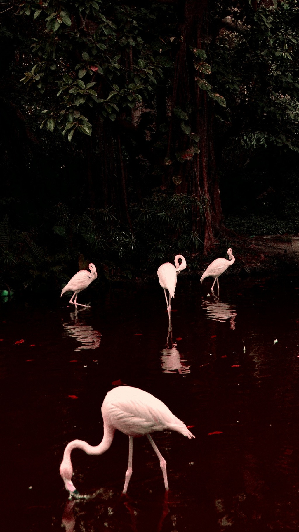 唯美晚霞手机壁纸