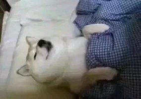 讨厌微信恶搞群聊杂图表情包