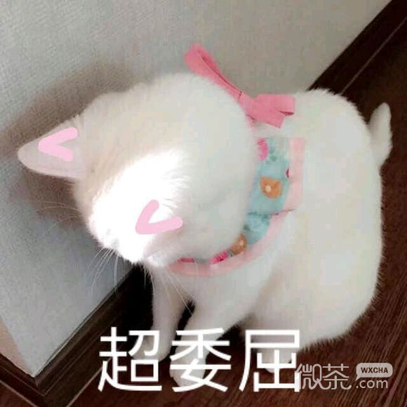 委屈巴微信恶搞群聊杂图表情包