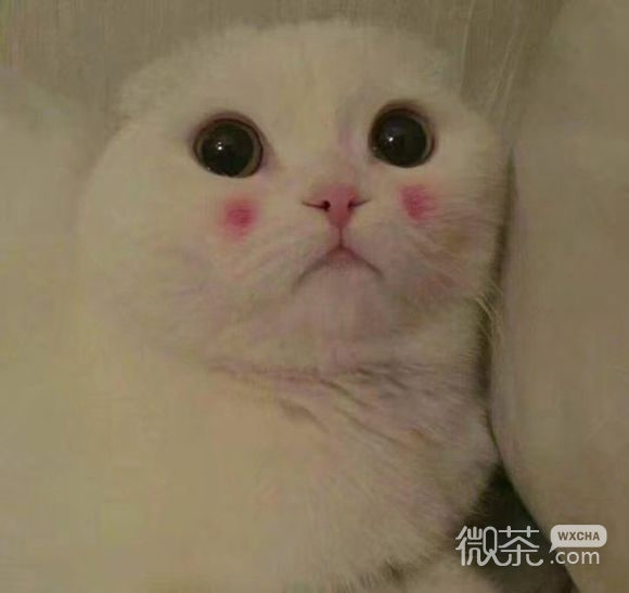 委屈巴微信恶搞群聊杂图表情包