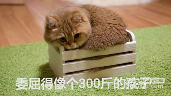 委屈巴微信恶搞群聊杂图表情包