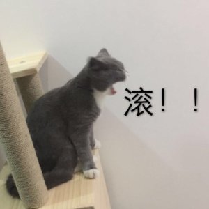 开始紧张微信恶搞群聊杂图表情包
