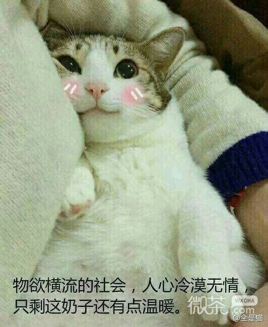 委屈巴微信恶搞群聊杂图表情包