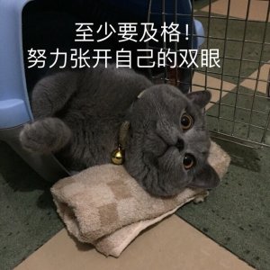 开始紧张微信恶搞群聊杂图表情包