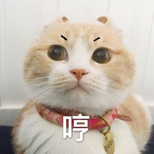 开始紧张微信恶搞群聊杂图表情包
