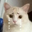 开始紧张微信恶搞群聊杂图表情包