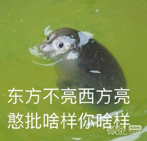 极力否认微信恶搞群聊杂图表情包