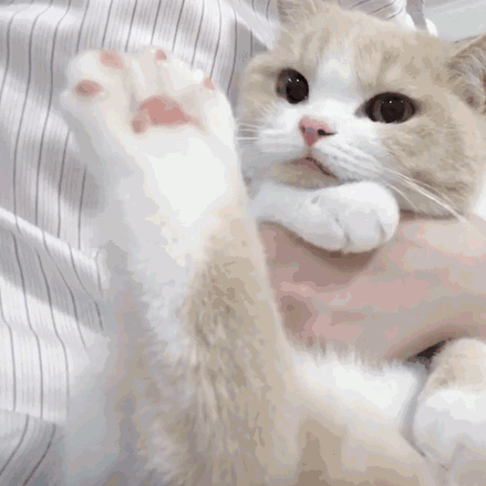 极力否认微信恶搞群聊杂图表情包