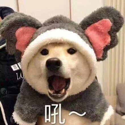 微信近期斗图恶搞表情包2019/6/13