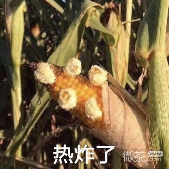 我来啦微信恶搞群聊杂图表情包