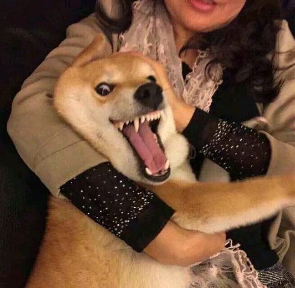 微信近期斗图恶搞表情包2019/6/16