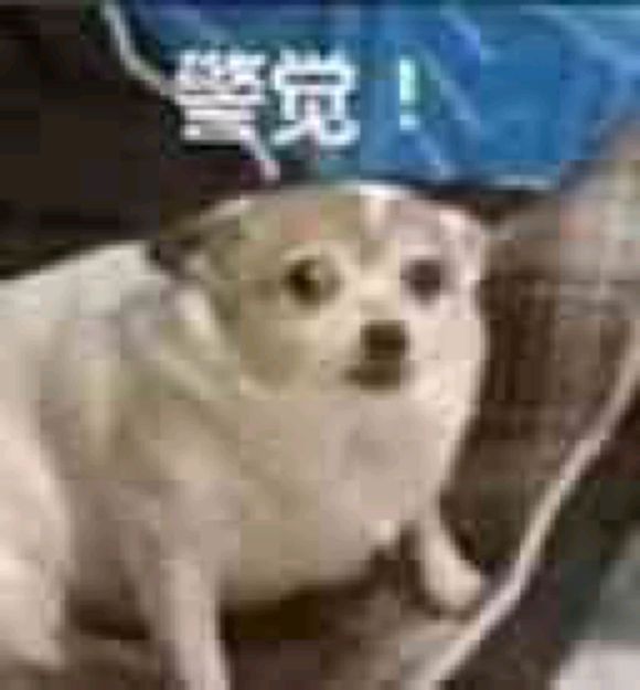 微信近期斗图恶搞表情包2019/6/16