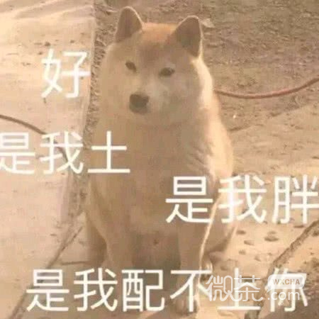 微信近期斗图恶搞表情包2019/6/14（二）