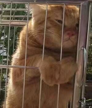 微信近期斗图恶搞表情包2019/6/16