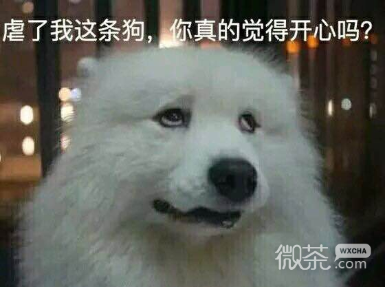 蠢师微信恶搞群聊杂图表情包
