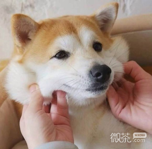 蠢师微信恶搞群聊杂图表情包