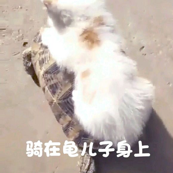 安排微信恶搞群聊杂图表情包