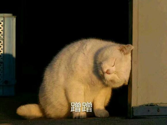 安排微信恶搞群聊杂图表情包