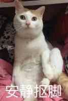 羞涩微信恶搞群聊杂图表情包