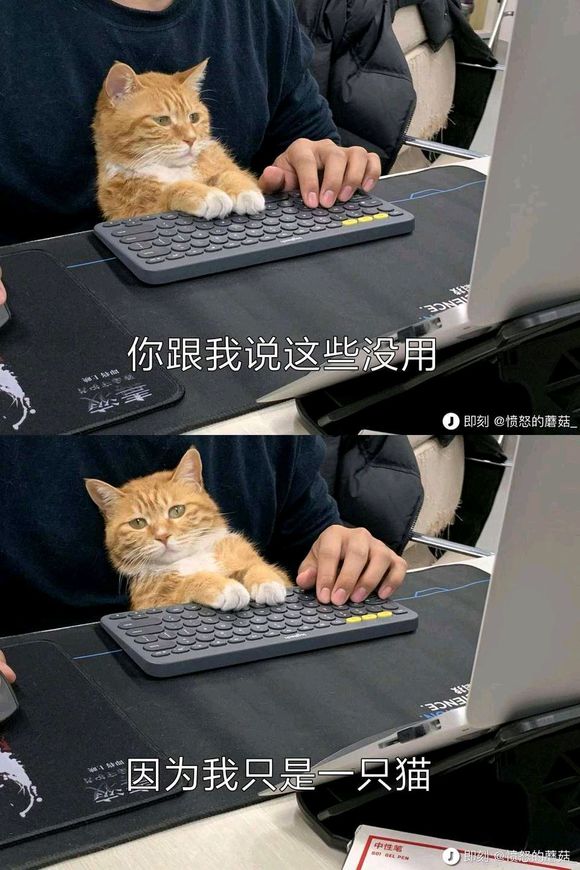 羞涩微信恶搞群聊杂图表情包