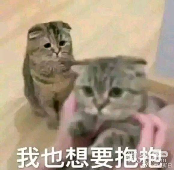 愚蠢微信恶搞群聊杂图表情包