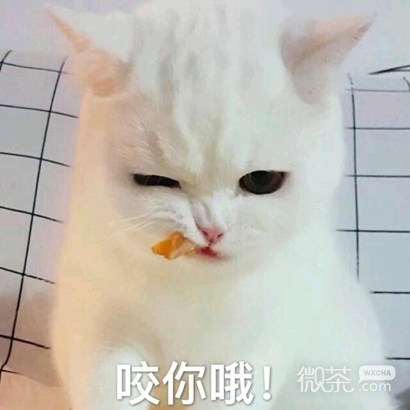 拍桌微信恶搞群聊杂图表情包