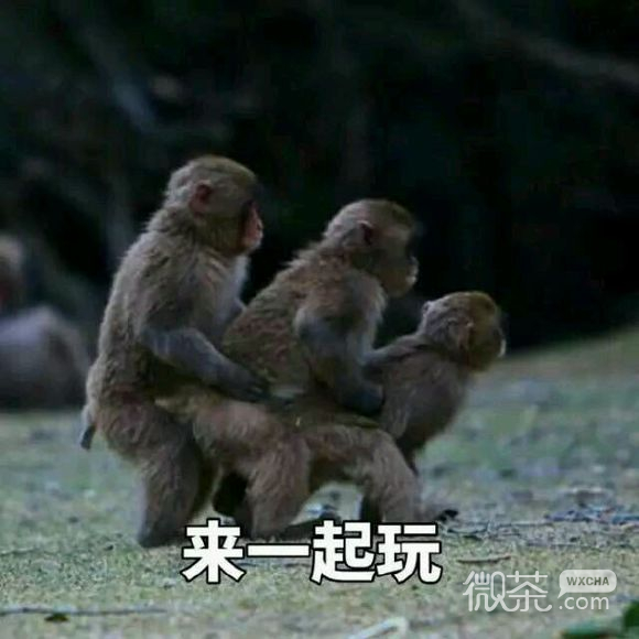 微信近期斗图恶搞表情包2019/6/19