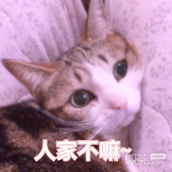 俏皮可爱的套路狗蘑菇头微信表情包合集下载