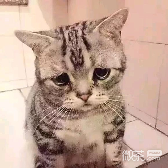 忍住不哭微信恶搞群聊杂图表情包