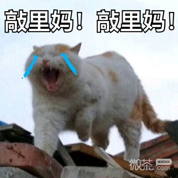 紧张恶搞群聊杂图微信表情包