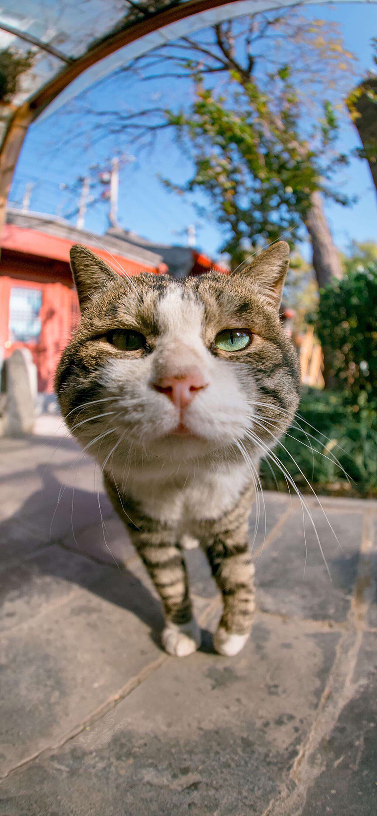 好看个性迷彩手机壁纸