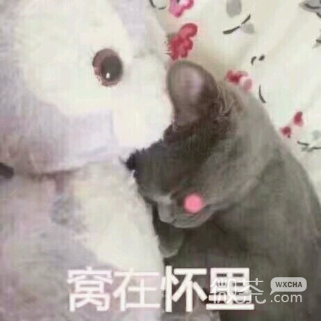 什么微信恶搞表情包