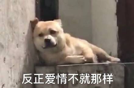 微信近期斗图恶搞表情包2019/6/25（二）