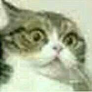 微信近期斗图恶搞表情包2019/6/25（二）