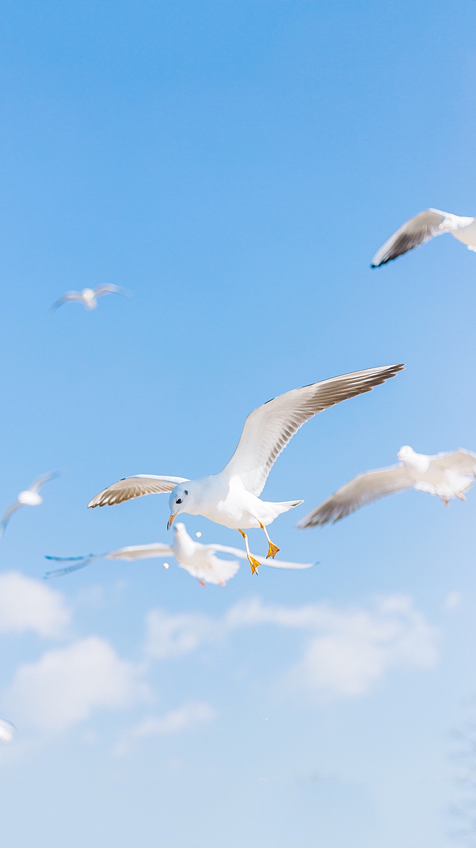 及时行乐手机壁纸