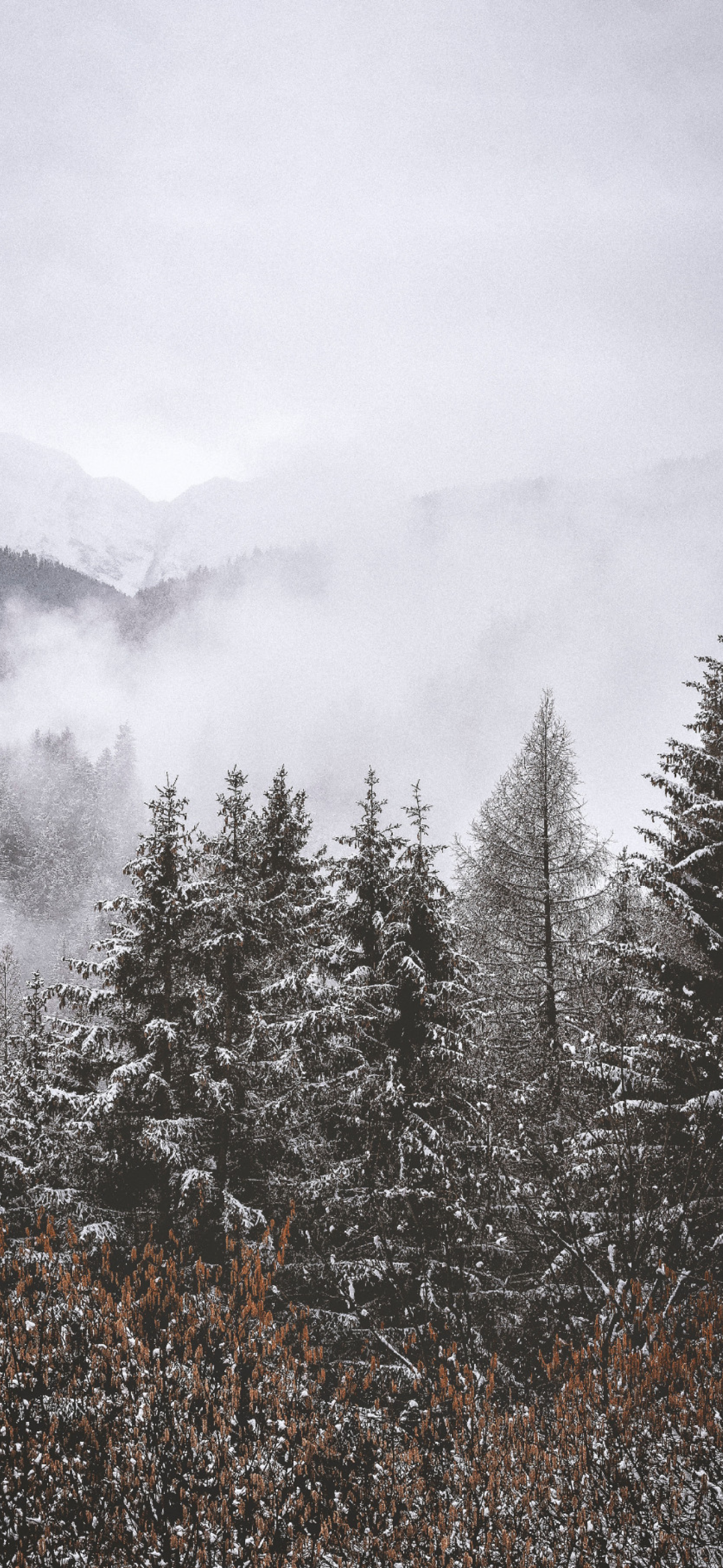 及时行乐手机壁纸