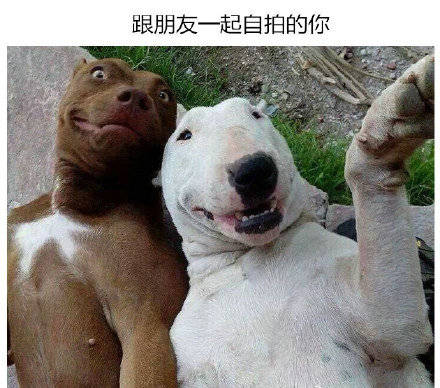 我美吗微信恶搞群聊杂图表情包