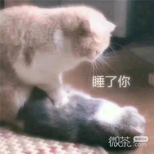 嘟嘴微信恶搞群聊杂图表情包