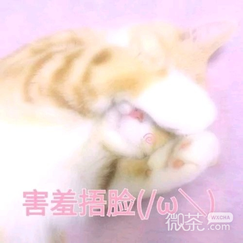 死掉微信恶搞群聊杂图表情包
