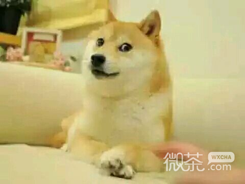 害怕搞笑群聊杂图微信表情包