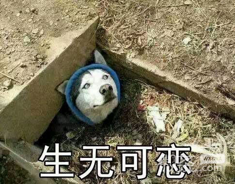 害怕搞笑群聊杂图微信表情包