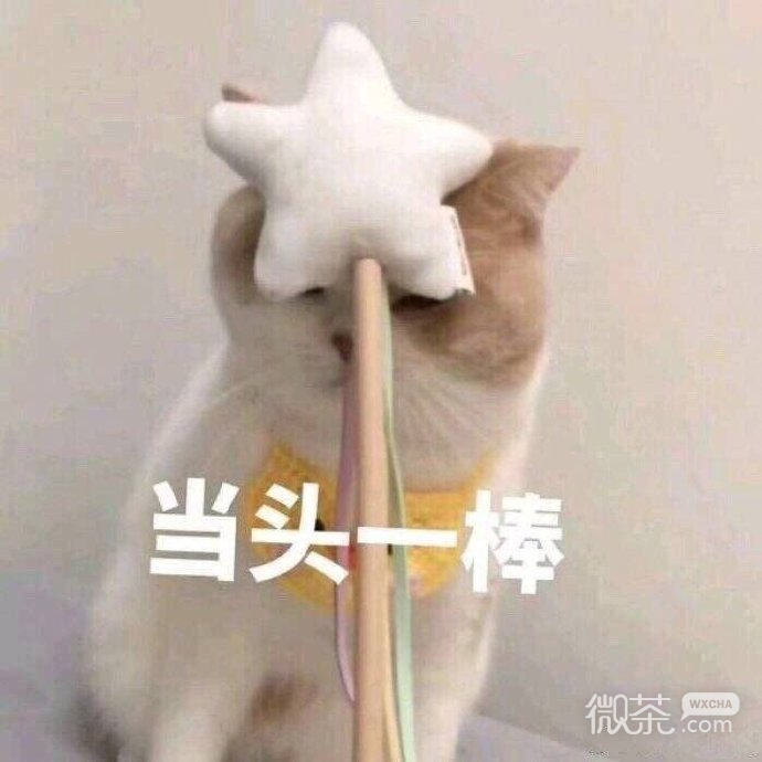 可爱搞笑情侣聊天专用微信表情包下载